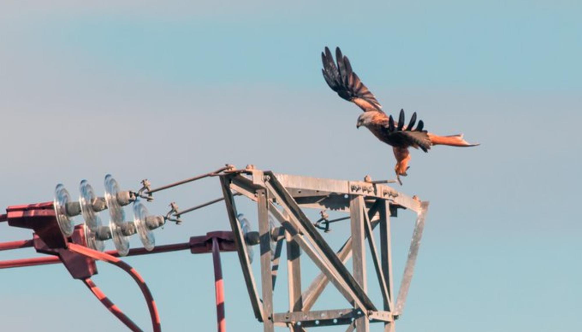 Águila. Rapaz. Fauna. Tendido eléctrico. Electricidad. Infraestructuras.